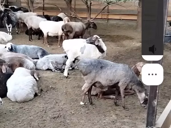 Sheep, Sheep — Kazakhstan
