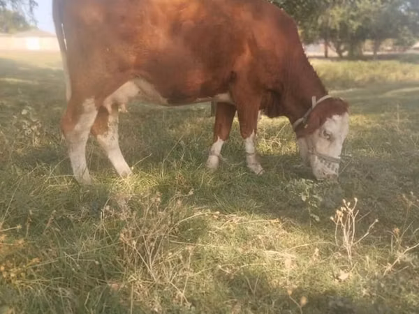 Гов, Simmental cattle — Қирғизистон
