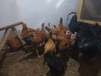 Chickens — снимка 5