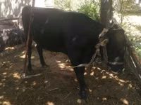 सांड, मवेशी — फ़ोटो 5