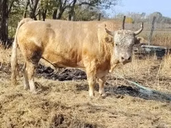 公牛, Simmental cattle — 匈牙利