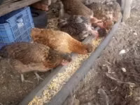 Chickens — عکس 1