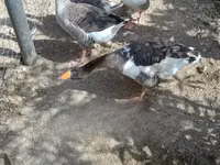 Geese — 1. fotó