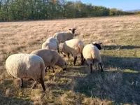 قوچ, Shroshire sheep — عکس 4