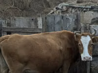 सांड, Latvian Blue cattle — फ़ोटो 2