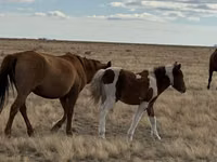 Бие, Kazakh horse — 4-сурет