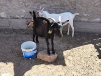 Ziegenbock, Ziegen — Foto 7