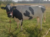 Cow, Holstein breed — photo 2