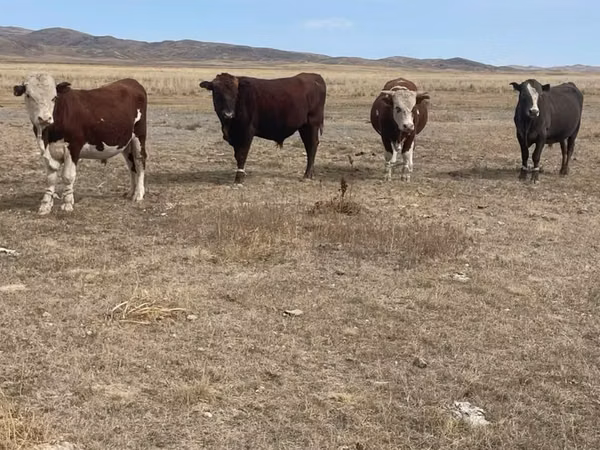 Bull, Kazakh White-headed cow — Kazakhstan