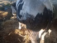 Touro, Simmental cattle — foto 2