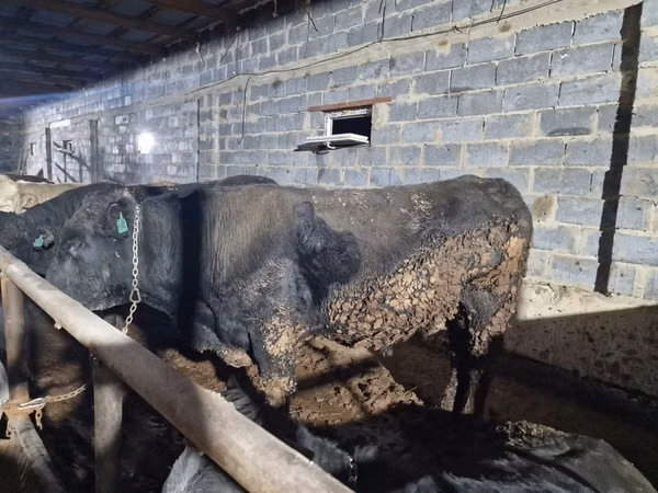 सांड, Swiss cattle — कज़ाखस्तान