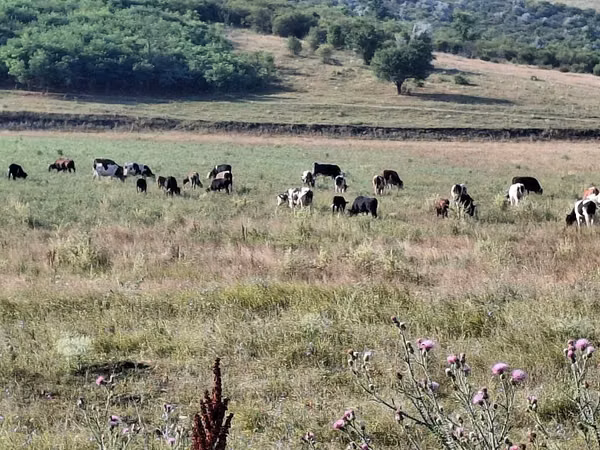 Bull, Cattle — Moldova