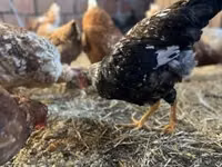 Chickens — foto 7