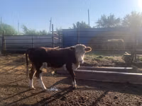 Lembu jantan, Simmental cattle — foto 5