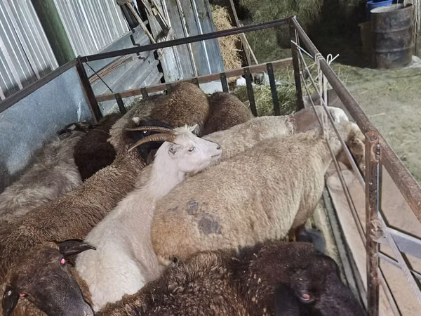 Ram, Sheep — Kazakhstan