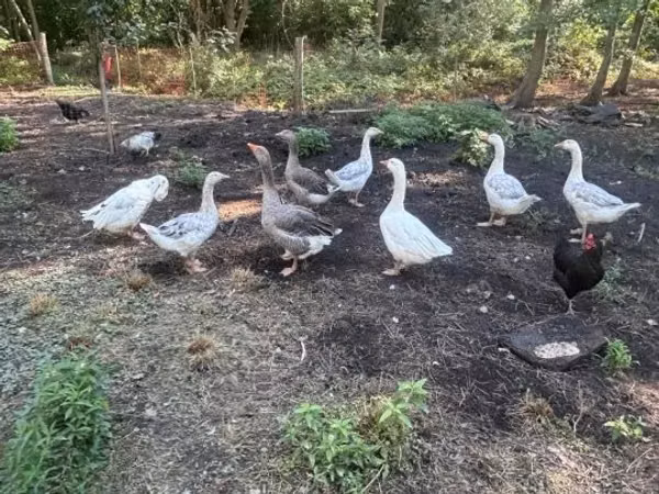 Geese — Węgry
