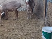 Ram, Rhon sheep — photo 2