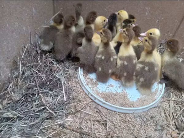 Ducks — Azerbaijan