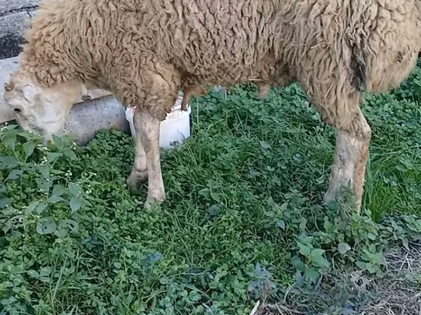 Ram, Sheep