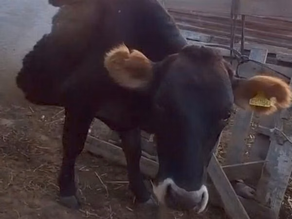 Гов, Latvian Blue cattle