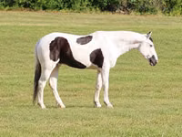 Horse (M), American paint horse — photo 1