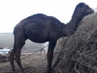 Camel, Camels — photo 2