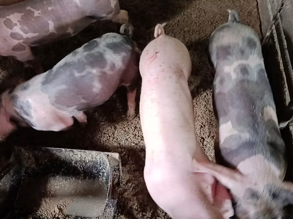 Boar, Pigs — Moldova