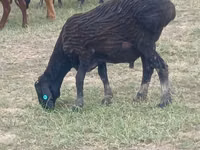 Ram, Sheep — photo 1