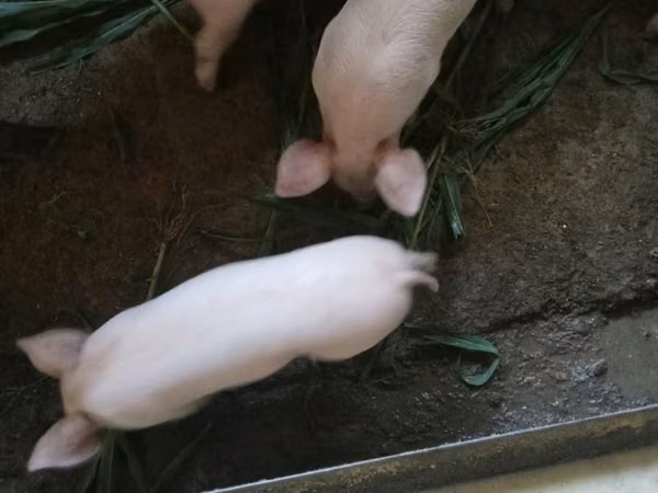 Pigs (batch, sex not specified), Pigs — Kazakhstan