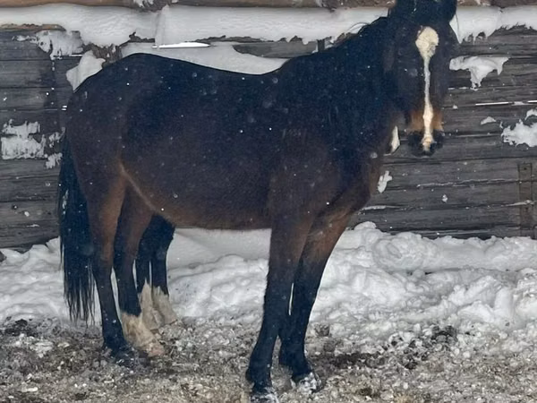 Mare, Horses — Kazakhstan