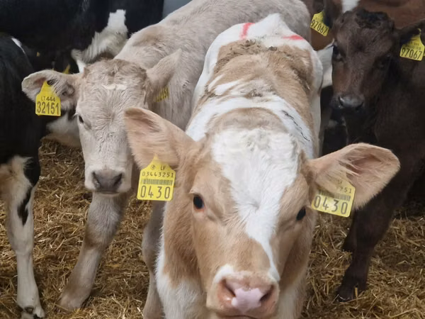 گاو و گوساله (گروه، جنسیت مشخص نشده), Simmental cattle