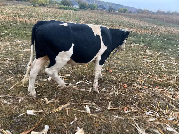 گاو نر, Russian Black pied cattle