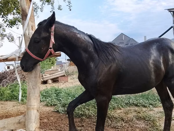 Kuda jantan, Horses