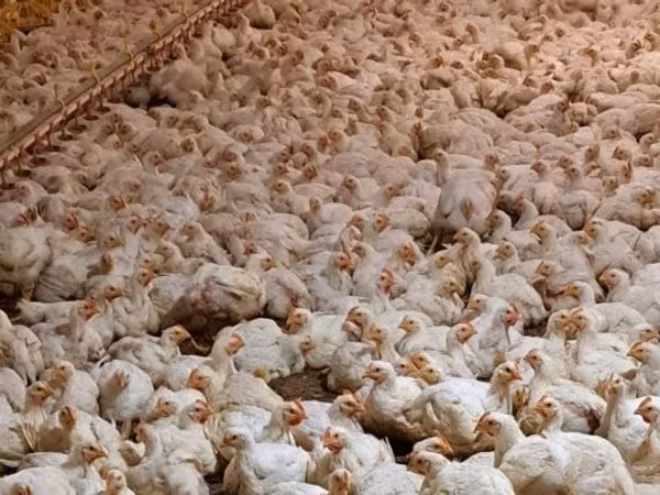 Chickens — Węgry