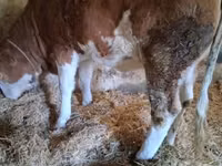 Vaca, Simmental cattle — foto 3