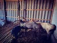 Ram, Sheep — photo 5