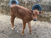 Bull, Cattle — photo 4
