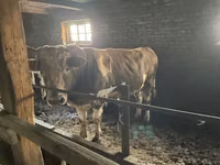Banteng, Cattle — foto 4