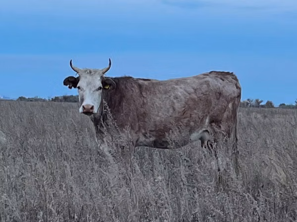 雌牛, Latvian Blue cattle