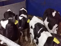 Byk, Russian Black pied cattle — zdjęcie 2