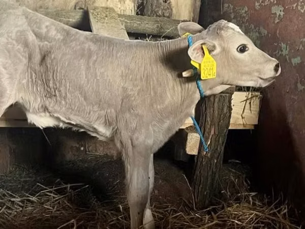 Cow, Charolais cattle — Hungary