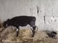 گاو ماده, گاو — عکس 6