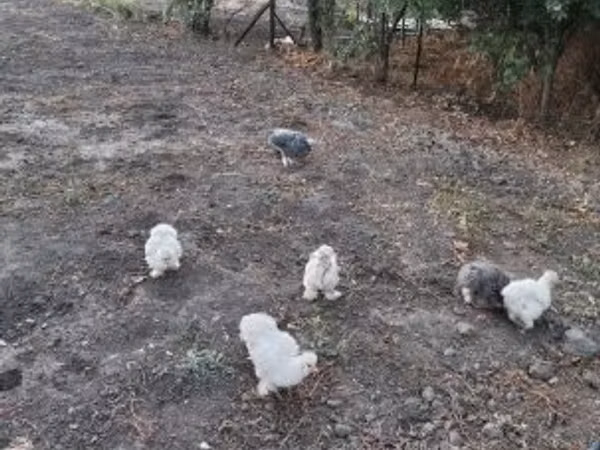 Silkie — Hungary
