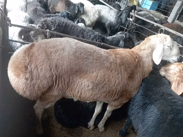 Ram, Sheep — Uzbekistan