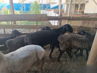 Koç, Koyunlar — foto 4