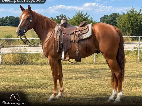 Horse (M), Missouri foxtrotter — United States