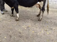 Krava, Russian Black pied cattle — foto 2