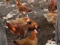 Chickens — عکس 2