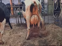 Tehén, Holstein fajta — 2. fotó