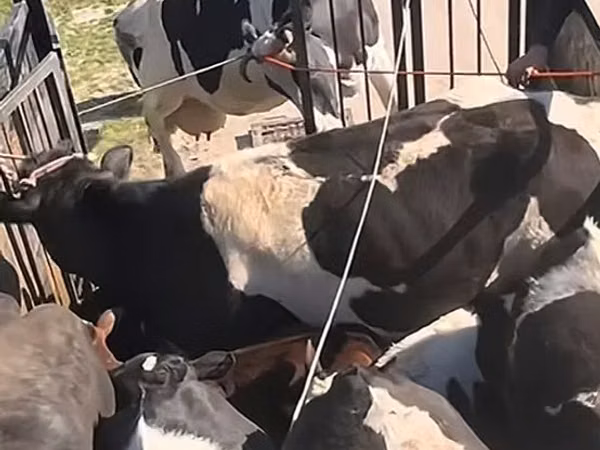 گاو نر, Russian Black pied cattle